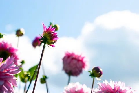 Peony 4K Wallpaper · flowers · 3840×2560