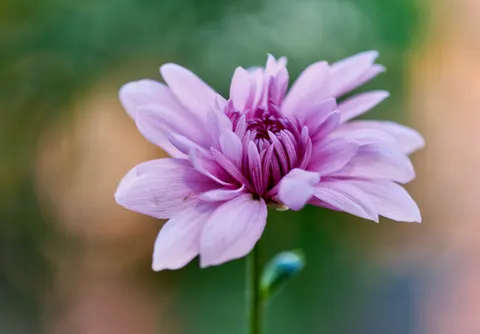 Peony 4K Wallpaper · flowers · 3840×2668