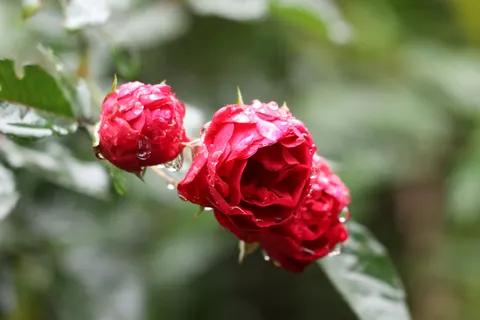 Peony 4K Wallpaper · flowers · 3840×2560