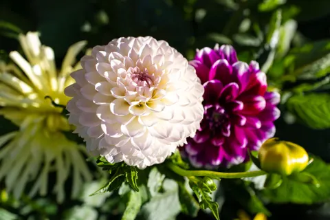 Peony 4K Wallpaper · flowers · 3840×2562