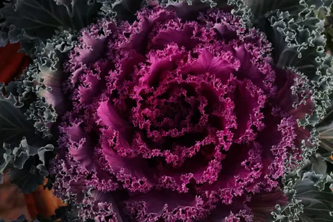 Peony 4K Wallpaper · flowers · 3840×2560