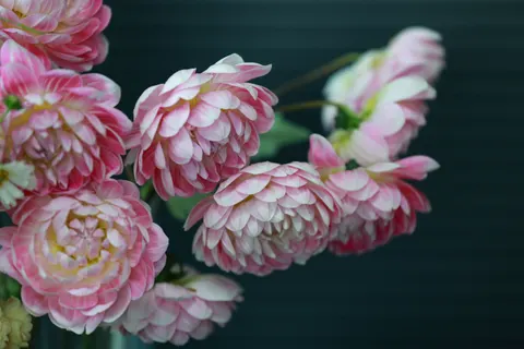 Peony 4K Wallpaper · flowers · 3840×2560