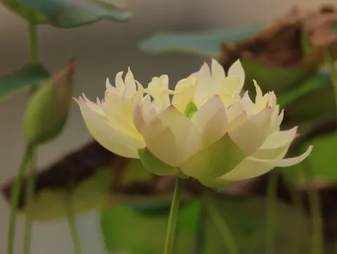 Peony 4K Wallpaper · flowers · 3840×2892