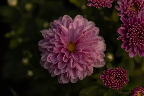 Peony 4K Wallpaper · flowers · 3840×2560
