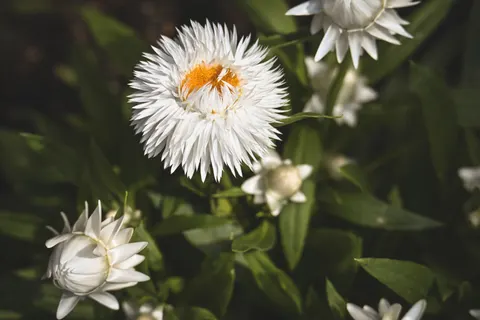 Wallpaper Bunga Peoni 4K · flowers · 3840×2560