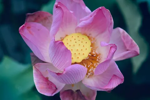 Peony 4K Wallpaper · flowers · 3840×2555