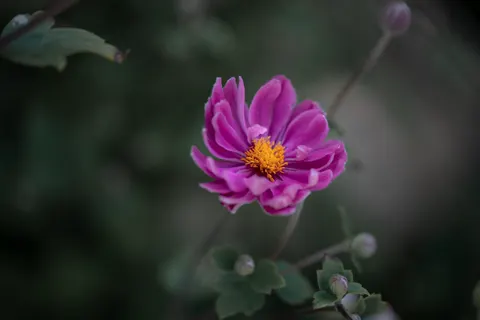 Pioenroos 4K-achtergrond · flowers · 3840×2560