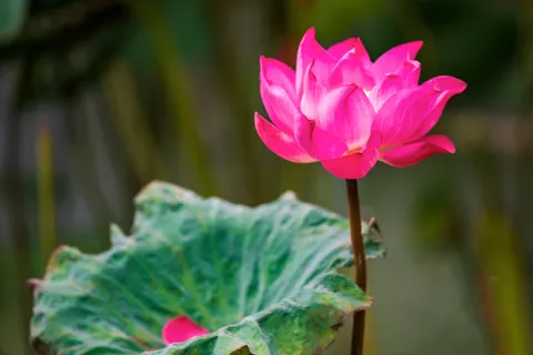 Lotus 4K Wallpaper · flowers · 3840×2563