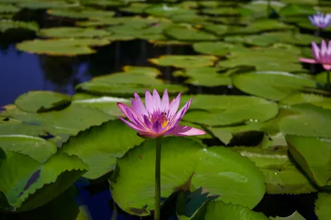 Lotus 4K Wallpaper · flowers · 3840×2560