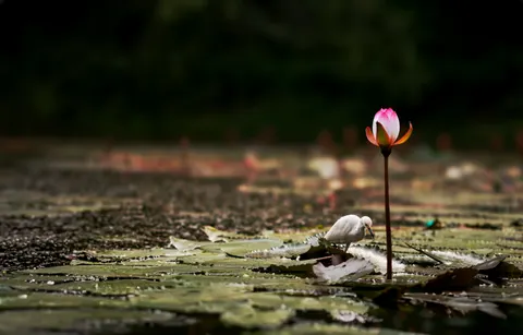 Lotus 4K Wallpaper · flowers · 3840×2456