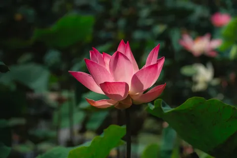 Lotus 4K Wallpaper · flowers · 3840×2561