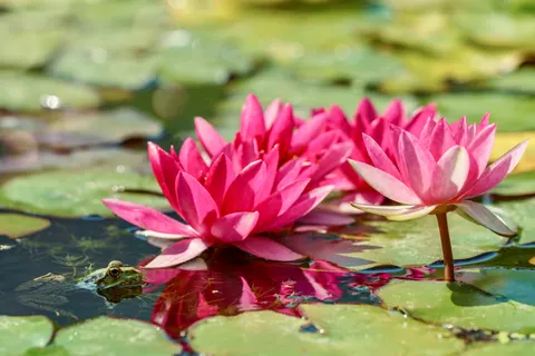 Lotus 4K Wallpaper · flowers · 3840×2561