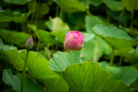 Обои Лотос 4K · flowers · 3840×2563