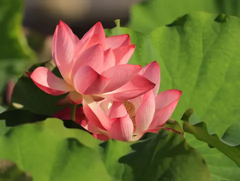 Fond d'écran Lotus 4K · flowers · 3840×2892