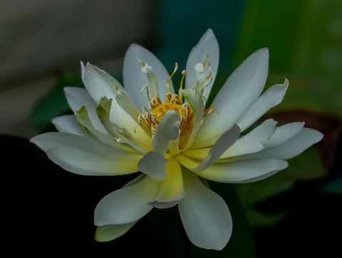 Lotus 4K Wallpaper · flowers · 3840×2892