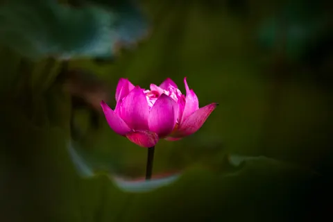 Sfondo Fiore di loto 4K · flowers · 3840×2560