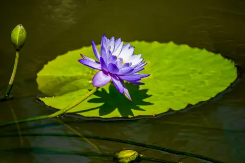 연꽃 4K 배경화면 · flowers · 3840×2563