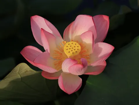 Lotus 4K Wallpaper · flowers · 3840×2892