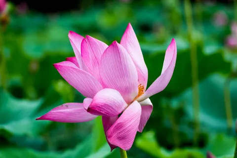 Lotus 4K Wallpaper · flowers · 3840×2563