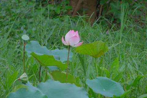 Lotus 4K Wallpaper · flowers · 3840×2560