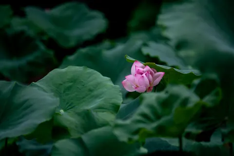Lotus 4K Wallpaper · flowers · 3840×2560