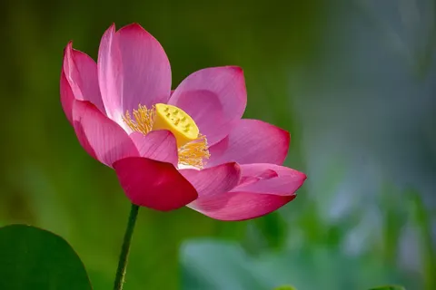 Lotus 4K Wallpaper · flowers · 3840×2563