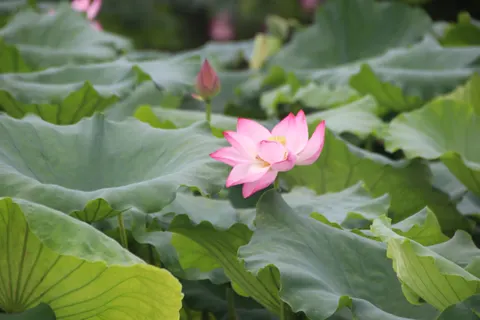 Lotus 4K Wallpaper · flowers · 3840×2560