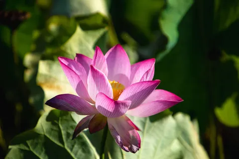 Lotus 4K Wallpaper · flowers · 3840×2560