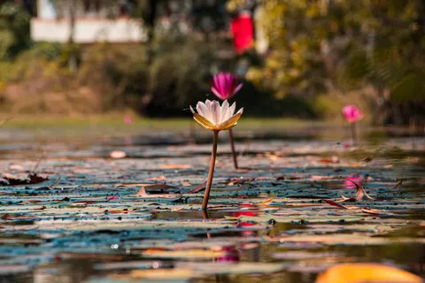 Lotus 4K Wallpaper · flowers · 3840×2560