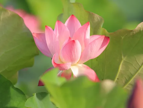 Lotus 4K Wallpaper · flowers · 3840×2892
