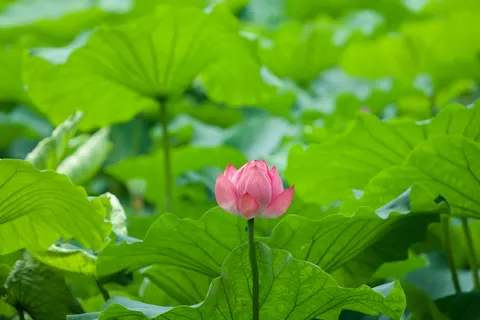 Lotus 4K Wallpaper · flowers · 3840×2560