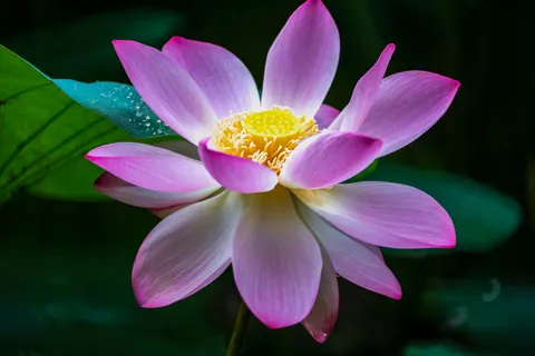 Lotus 4K Wallpaper · flowers · 3840×2563