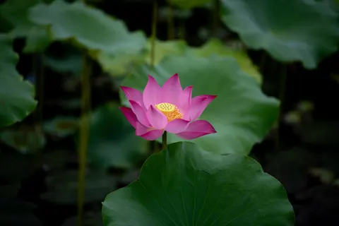 Wallpaper Teratai 4K · flowers · 3840×2560