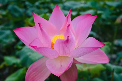 Lotus 4K Wallpaper · flowers · 3840×2555