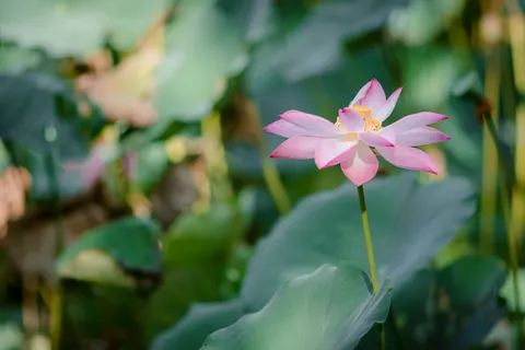 Lotus 4K Wallpaper · flowers · 3840×2560