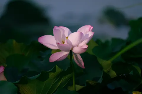 Lotus 4K Wallpaper · flowers · 3840×2560