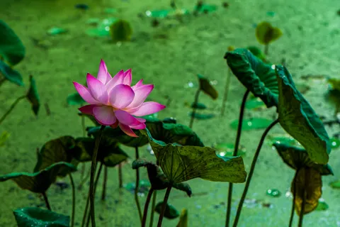 Lotus 4K Wallpaper · flowers · 3840×2563