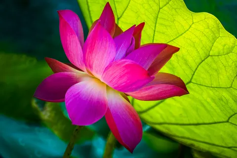 Lotus 4K Wallpaper · flowers · 3840×2563