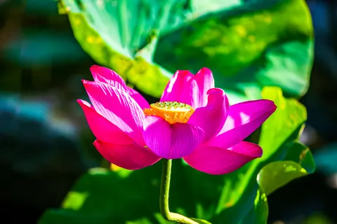 연꽃 4K 배경화면 · flowers · 3840×2563