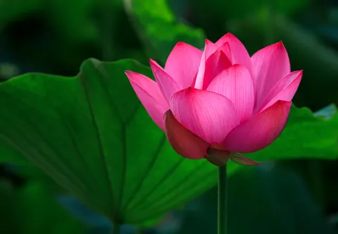 蓮花 4K桌布 · flowers · 3840×2656