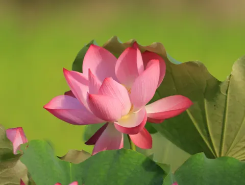 莲花 4K壁纸 · flowers · 3840×2892