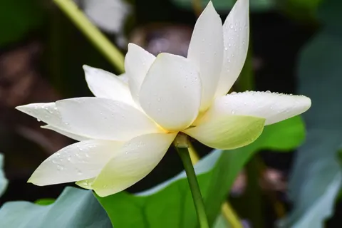 والپیپر نیلوفر آبی با کیفیت 4K · flowers · 3840×2560