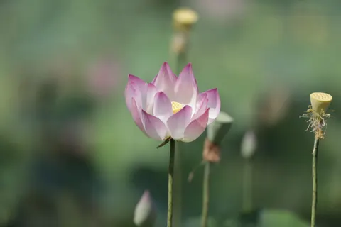 Lotus 4K Wallpaper · flowers · 3840×2560