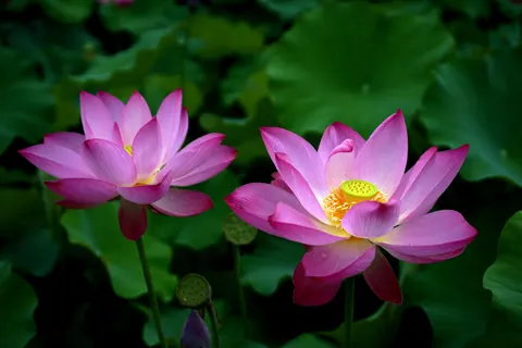 कमल 4K वॉलपेपर · flowers · 3840×2560