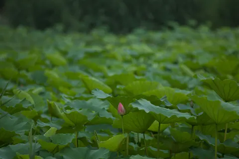 कमल 4K वॉलपेपर · flowers · 3840×2560