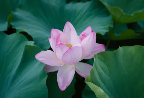 Lotus 4K Wallpaper · flowers · 3840×2626