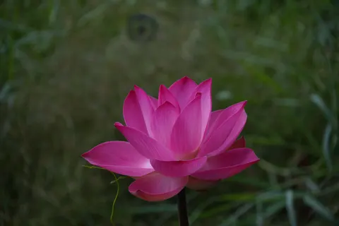 Lotus 4K Wallpaper · flowers · 3840×2560