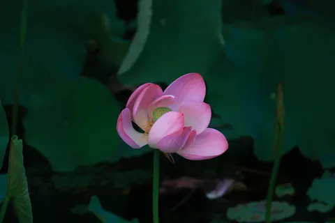 Lotus 4K Wallpaper · flowers · 3840×2560