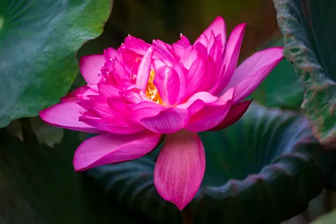 Sfondo Fiore di loto 4K · flowers · 3840×2563