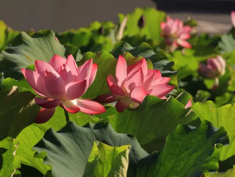 Lotus 4K Wallpaper · flowers · 3840×2892
